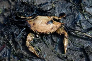 Orleans: Dead Crab