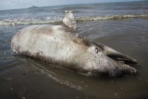 Parish: Dead Dolphin on Gulf Beach