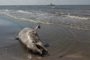 Parish: Dead Dolphin on Gulf Beach
