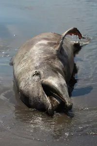 Parish: Dead Dolphin on Gulf Beach