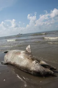 Parish: Dead Dolphin on Gulf Beach