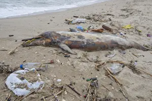 Polluting: Dead Dolphin washed up on the sandy beach is surrounded
