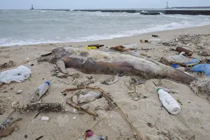 Polluting: Dead Dolphin washed up on the sandy beach is surrounded