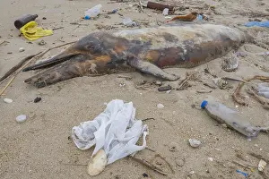 Polluting: Dead Dolphin washed up on the sandy beach is surrounded