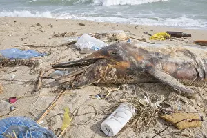 Polluting: Dead Dolphin washed up on the sandy beach is surrounded