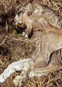 Corpses: Dead and dried out cat