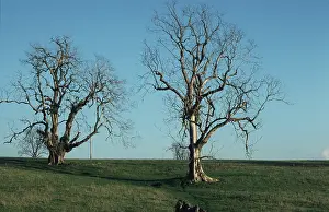 Killed: Dead Elm Tree
