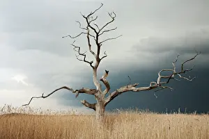 Ulmus: Elm