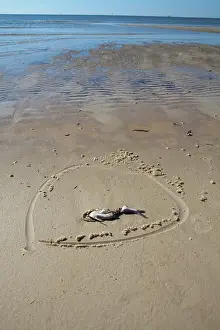 Cleanup: Dead Fish