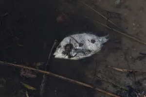 Cleanup: Dead Fish in BP Spill