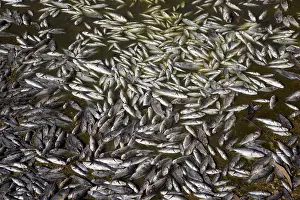 Schools: Dead fish in a dried up river bed