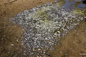 Schools: Dead fish in a dried up river bed