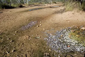 Schools: Dead fish in a dried up river bed