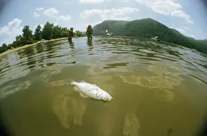 1970s: Dead Fish in the Hudson River