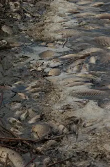 Carp: Dead Fish, Missouri