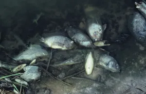 Issues: Dead fish in polluted lake