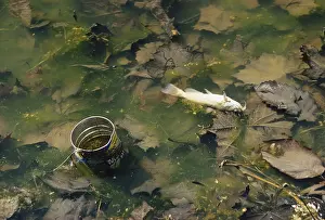 Illegal: Dead Fish in Polluted Lake, PA