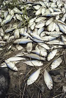 Killed: Dead Fish Due to Pollution