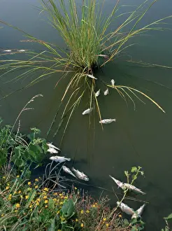 Killed: Dead Fish in Pond