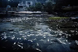 Contamination: Dead Fish Due to Water Pollution