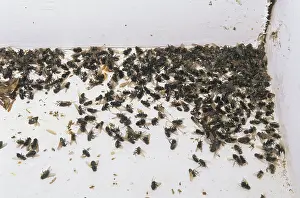 Cluster: Dead flies