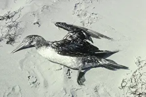 Slick: Dead Gannet Covered in Oil