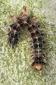 Dispar: Dead Gypsy Moth Caterpillar