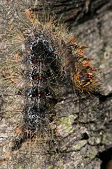 Dispar: Dead Gypsy Moth Caterpillar