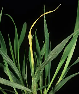 Diseased: Dead-heart damage in wheat by Wheat Bulb Fly