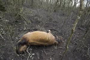 Guatemala: Dead horse after the eruption of Pacaya volcano in Guatemala