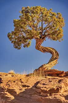 Point: Dead Horse Point, Canyonlands National Park, Utah