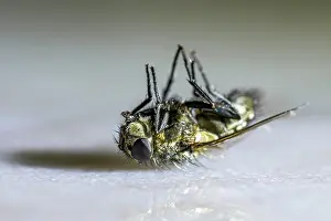 Musca: Dead house fly (Musca domestica) lying on its back