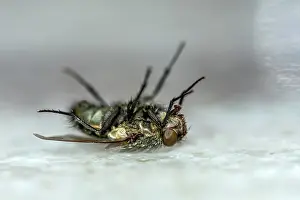 Musca: Dead house fly (Musca domestica) lying on its back