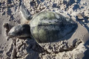 Ridley: Dead Kemp's Ridley Sea Turtle