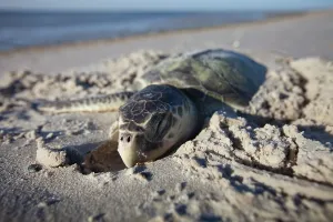 Ridley: Dead Kemp's Ridley Sea Turtle