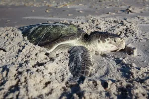 Rarest: Dead Kemp's Ridley Turtle