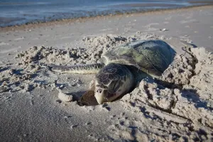 Ridley: Dead Kemp's Ridley Turtle