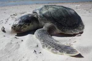 Ridley: Dead Kemp's Ridley Turtle
