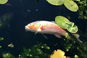 Carps: Dead Koi on water surface