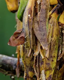 Skins: Dead-leaf Butterfly / Leaf Wing Butterfly / Dead-leaf