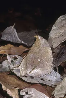 Folded: Dead-leaf Mimic Butterfly