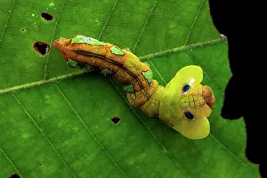 Amazonian: Dead leaf mimic moth (Oxytenis naemia aravaca) caterpillar
