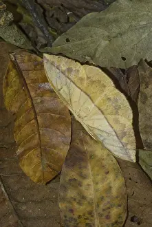 Blending: Dead Leaf Moth