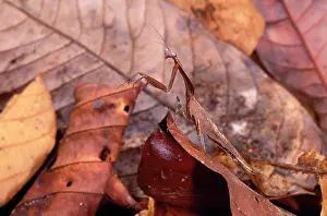Brunei: Dead Leaf Praying Mantis