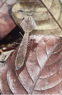 Alike: Dead-Leaf Praying Mantis