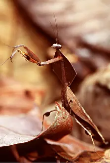Alike: Dead Leaf Praying Mantis