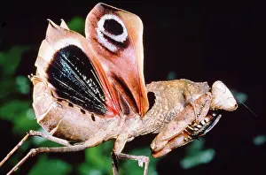 Colouration: Dead Leaf praying Mantis - eyes on wings. Threat posture