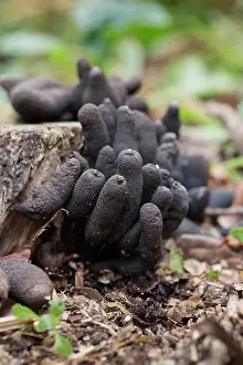 Xylaria: Dead Man's Fingers