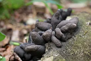 Xylaria: Dead Man's Fingers