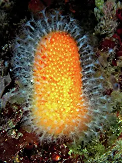 Irish: Dead man's fingers (Alcyonium digitatum). Dive